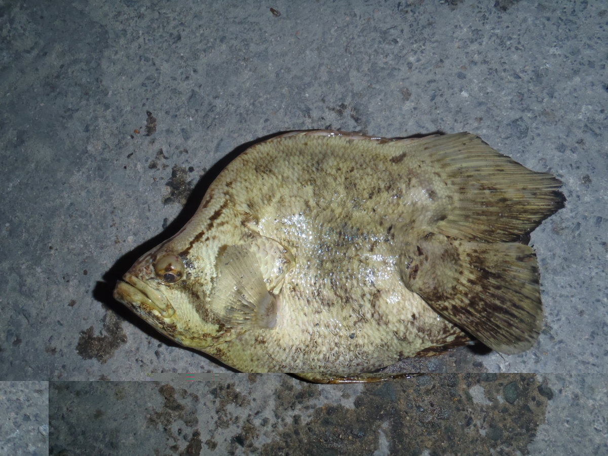 Lobotes surinamensis (Bloch, 1790)